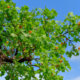 Tulpenbaum Pflege - so gießen, düngen und schneiden Sie richtig!