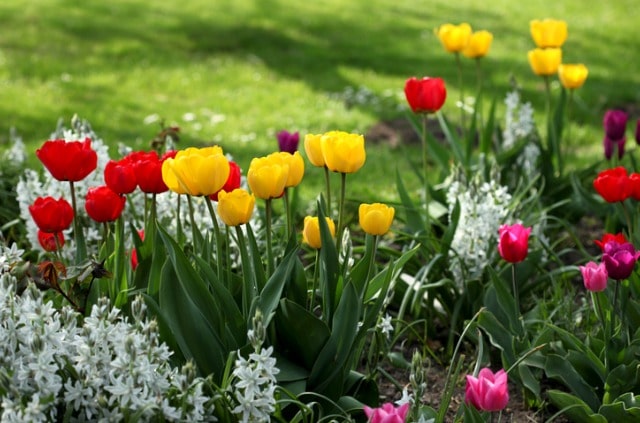 Tulpenzeit - von März bis Juni