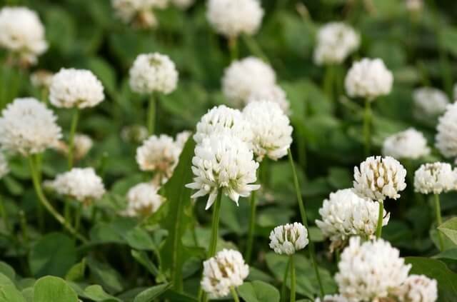 Überwintern Sie Klee richtig