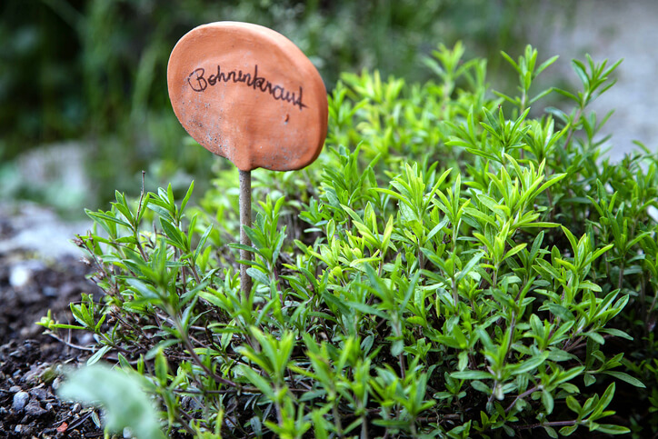 Überwinterung von Bohnenkraut im Beet