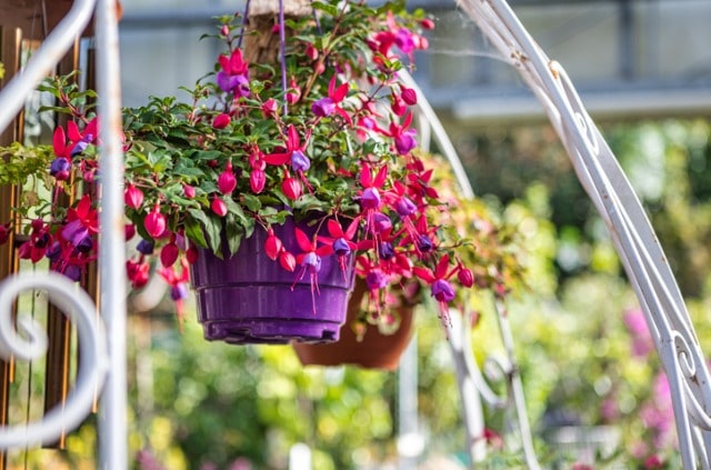 Überwinterung von Fuchsien - so bringen Sie die Nachtkerzengewächse durch die Kälte!