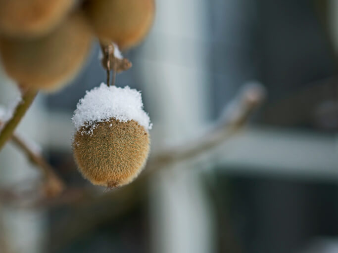 Überwinterung von Kiwi im Freien
