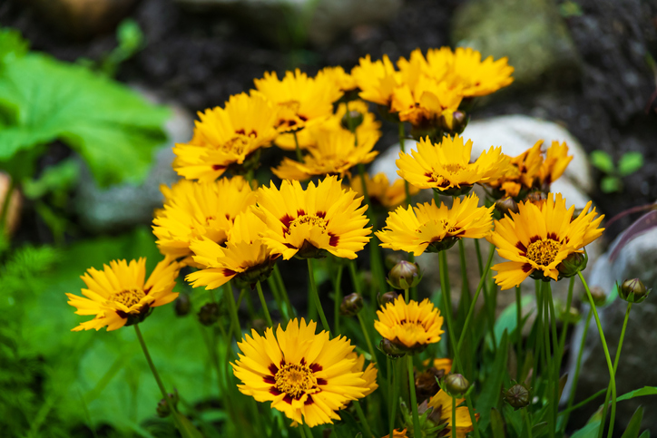 Überwinterung von ein- und mehrjährigen Mädchenaugen