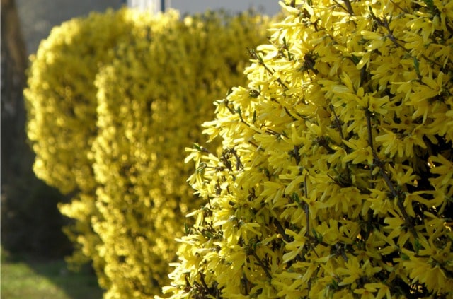 Umpflanzen von Forsythien - so machen Sie es richtig!
