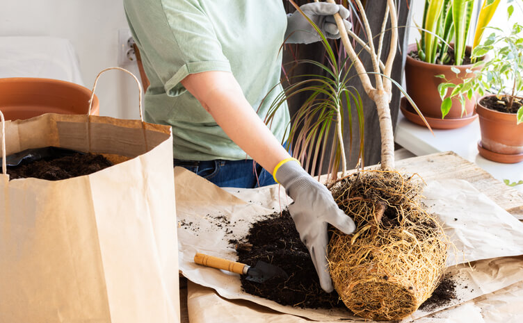 Umtopfen des Drachenbaumes