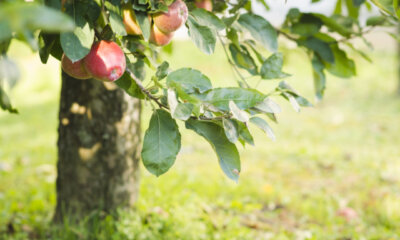 Unterlage für den Apfelbaum - was Sie wissen sollten!