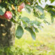 Unterlage für den Apfelbaum - was Sie wissen sollten!