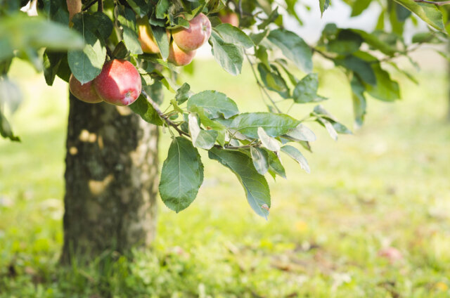 Unterlage für den Apfelbaum - was Sie wissen sollten!