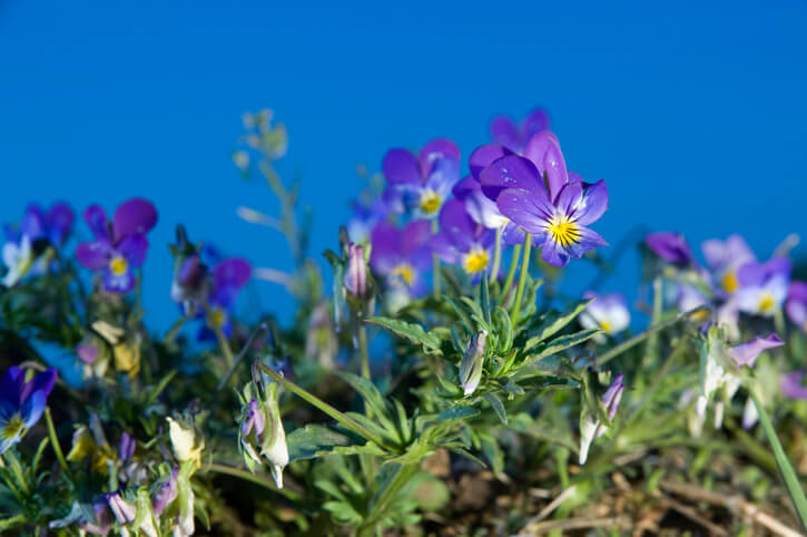 Unterscheidung von Hornveilchen und Stiefmütterchen