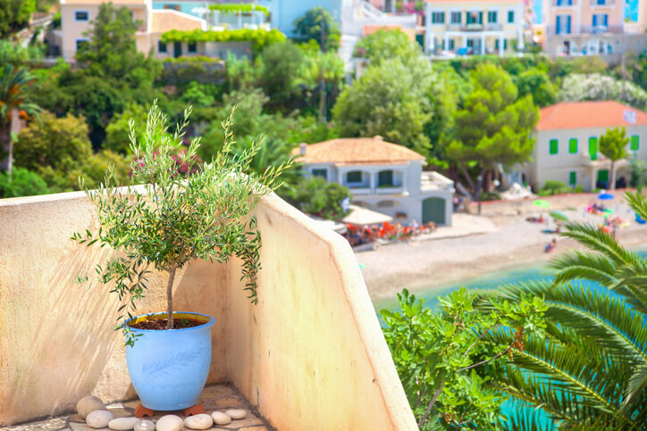 Unterschiedliche Höhen je nach Art des Olivenbaumes