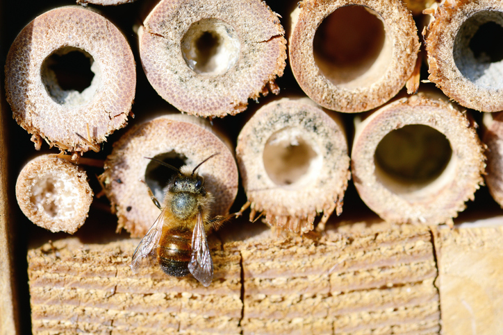 Unterschlupf für Insekten Unterschlupf