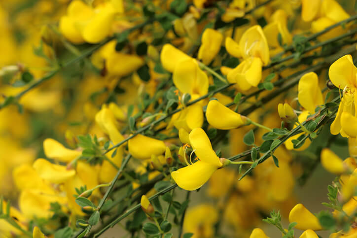 Ursachen für die Giftigkeit des Ginsters