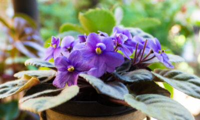 Usambaraveilchen - ist die Zimmerpflanze giftig