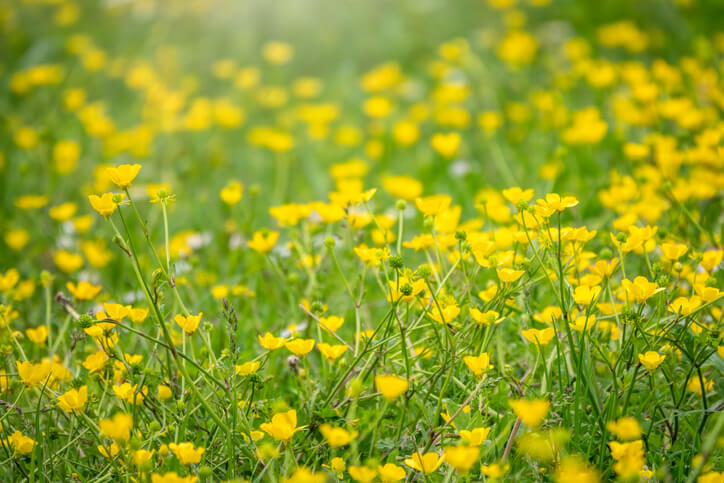 Verbreitung von Hahnenfuß
