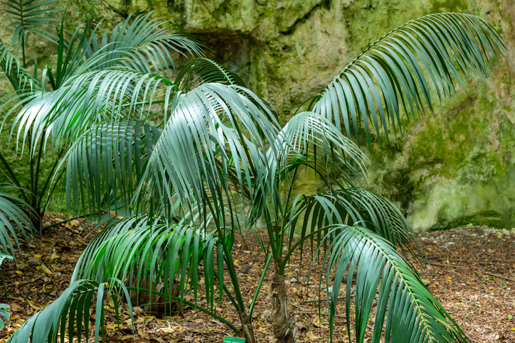 Vermehrung der Kentia-Palme