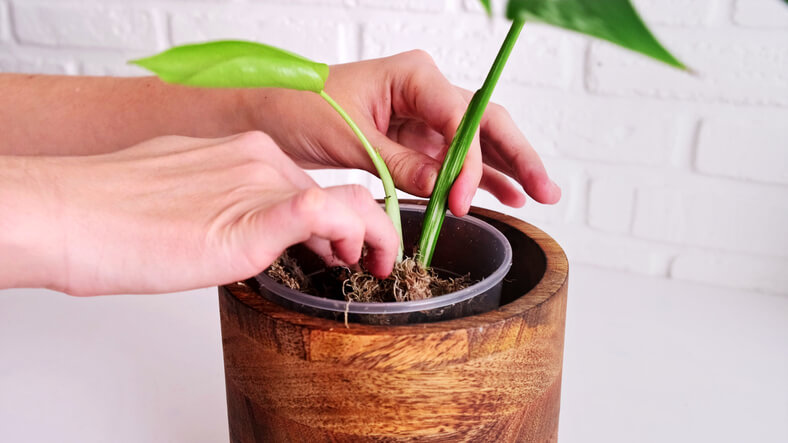 Vermehrung der Monstera deliciosa über Abmoosen