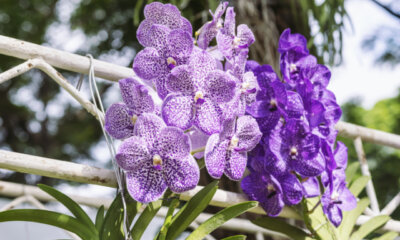 Vermehrung von Vanda-Orchideen - so machen Sie es richtig!