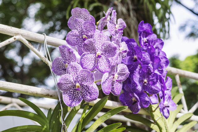 Vermehrung von Vanda-Orchideen - so machen Sie es richtig!
