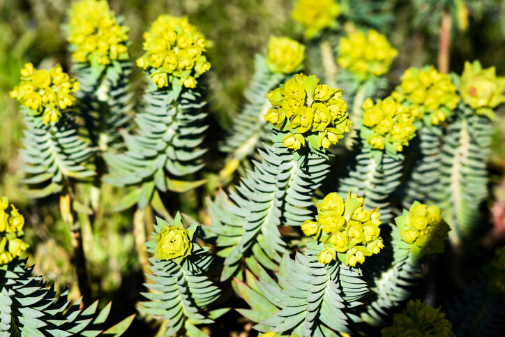 Verschiedene Euphorbia Arten