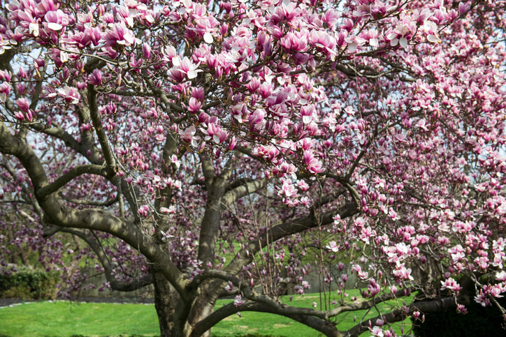 Verschnitt von Magnolien