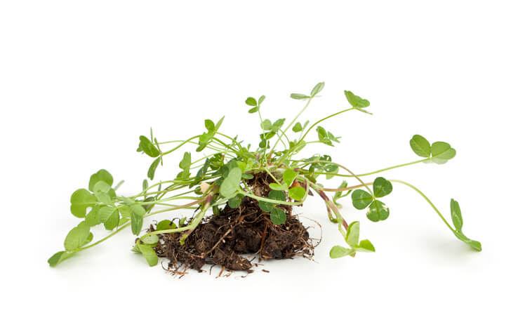 Vertikutieren von Weißklee