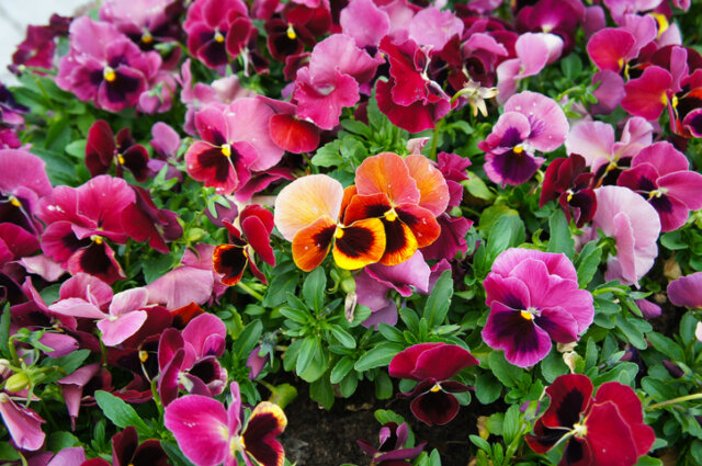 Vertragen Hornveilchen Frost