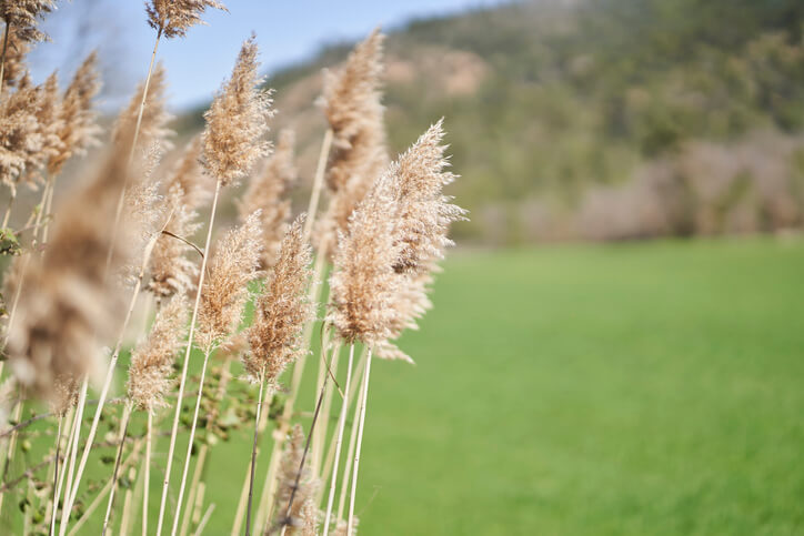 Vertrocknetes Pampasgras als Schutz