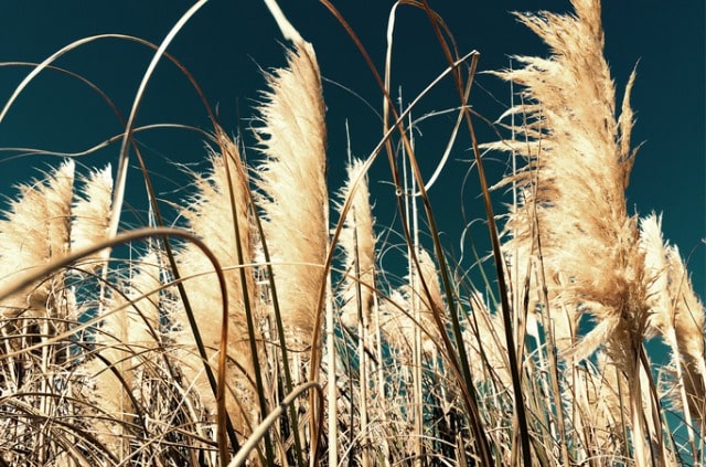 Vertrocknetes Pampasgras - was sollte man tun