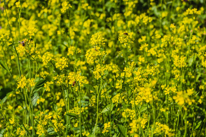 Verwechslungsgefahr mit Raps