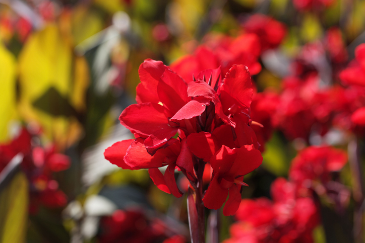 Verwendung von Blättern und Blüten