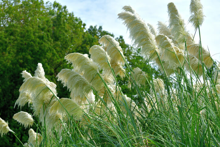 Verzehr von Pampasgras - verheerende Folgen