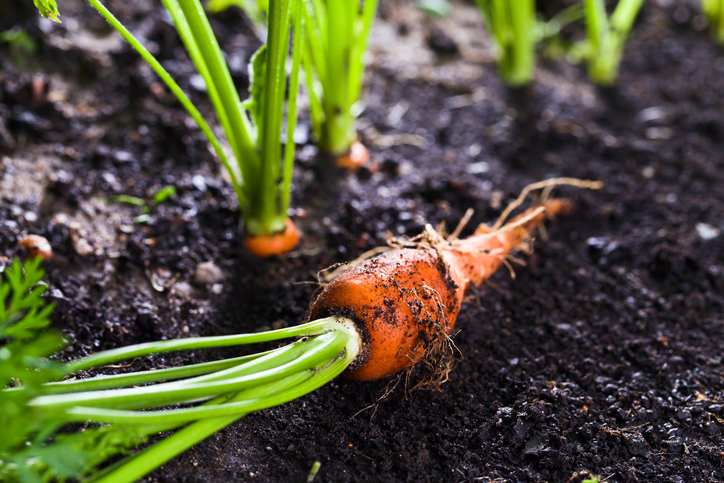 Verziehen von Möhren