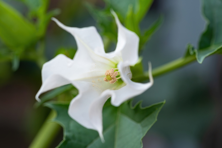 Volle Blüte erst am Abend