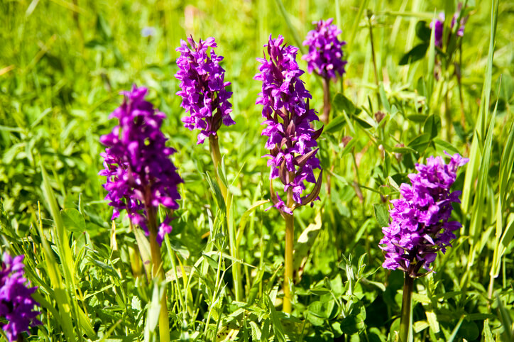Voraussetzungen für eine schöne Blüte