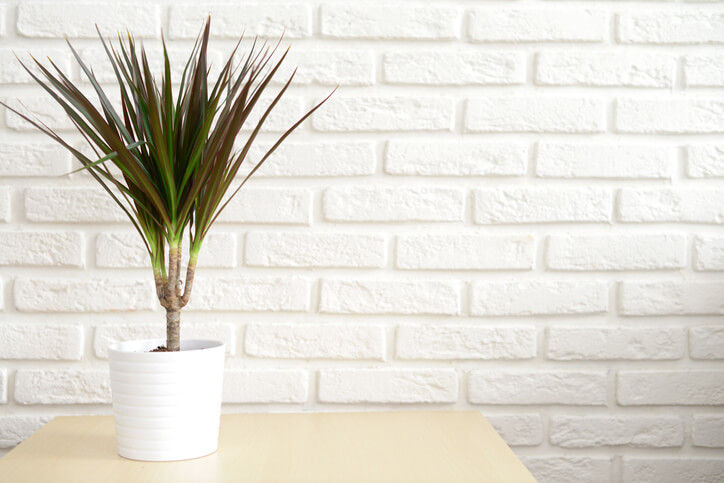 Vorbeugung von Schädlingen und Krankheiten