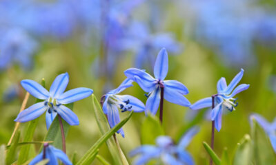Vorsicht - Blaustern ist giftig!