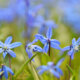 Vorsicht - Blaustern ist giftig!