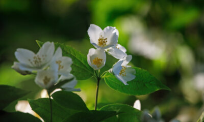 Vorsicht - Falscher Jasmin kann giftig sein!