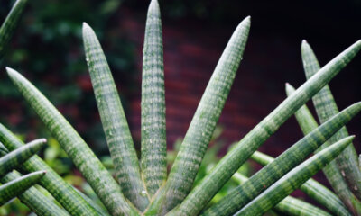 Vorsicht - Sansevieria cylindrica ist giftig!