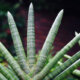 Vorsicht - Sansevieria cylindrica ist giftig!