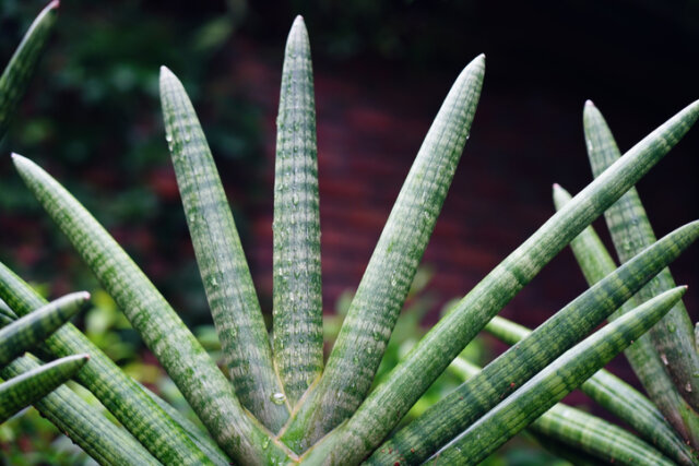 Vorsicht - Sansevieria cylindrica ist giftig!