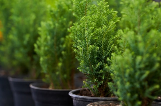 Vorsicht - die Konifere ist giftig!