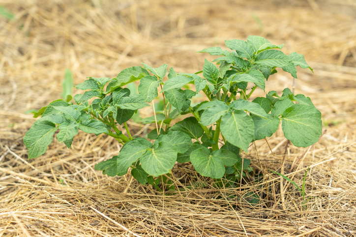 Vorteile des Mulchens