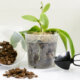 Wachsen Orchideen in Erde oder Granulat