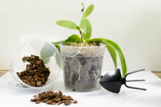 Wachsen Orchideen in Erde oder Granulat