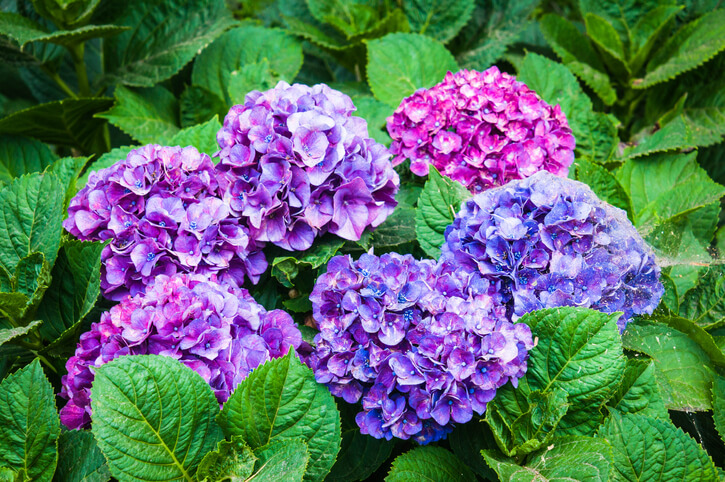 Wachstum und Blüte