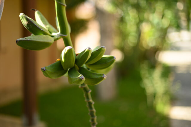 Wachstum von Bananen - Herkunft und Kulturmöglichkeiten