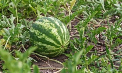 Wann beginnt die Wassermelonen-Saison in Deutschland