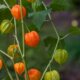 Wann hat die Physalis Saison