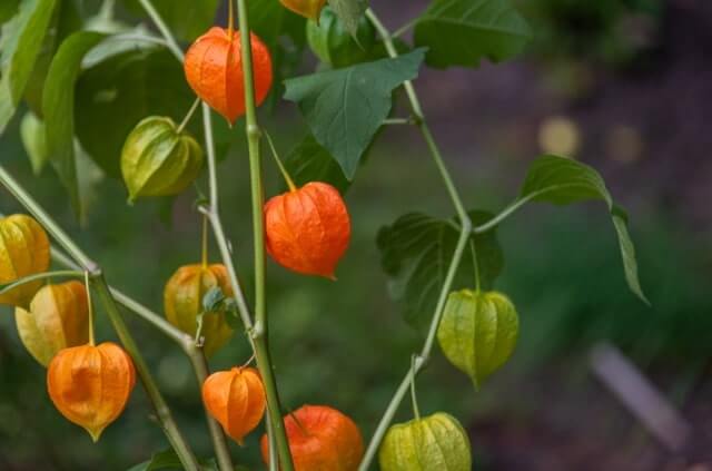 Wann hat die Physalis Saison